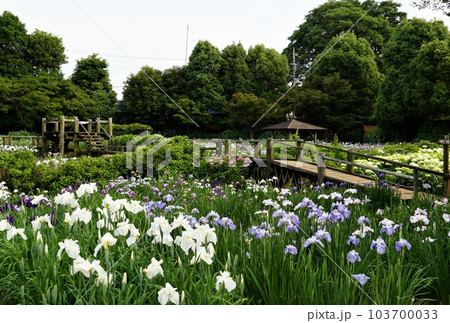 満開の花しょうぶの花が咲く風景(染谷花しょうぶ園) 満開の花しょうぶの花が咲く風景(染谷花しょうぶ園) 103700033