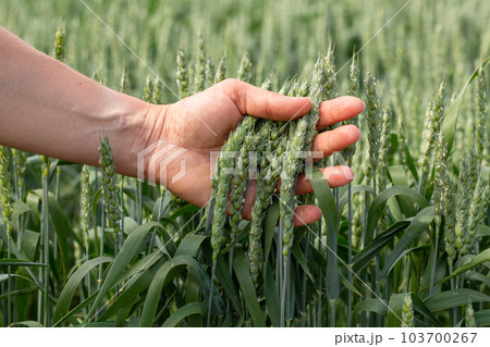 Hand farmer is touching ears of wheat on field in sun, inspecting her harvest. Agricultural business. 103700267