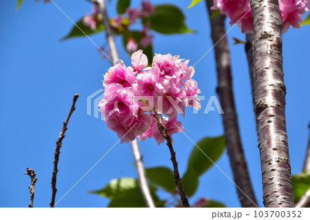 八重桜　暁鐘　大阪造幣局にて 103700352