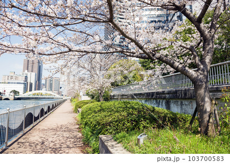 中之島遊歩道の春 103700583