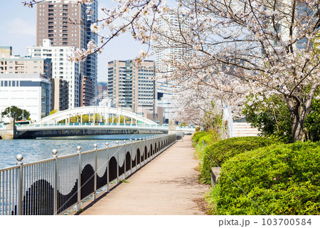 中之島遊歩道の春 中之島遊歩道の春 103700584