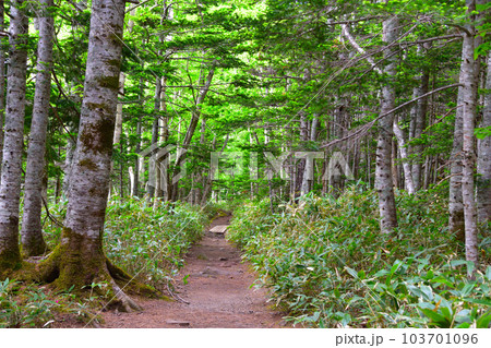 知床五湖 地上遊歩道 知床五湖 地上遊歩道 103701096