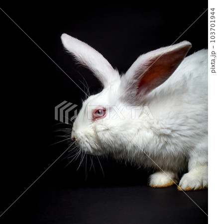 White fluffy rabbit 103701944