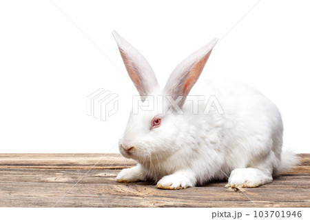 White rabbit 103701946