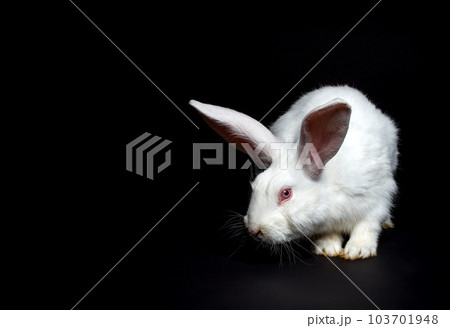 White rabbit 103701948