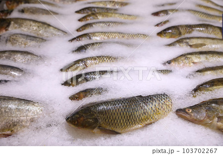Fresh fish on display with ice at wholesale market 103702267
