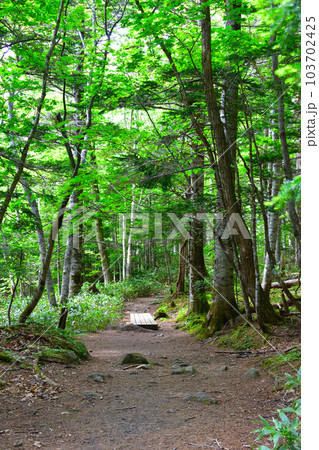 知床五湖　地上遊歩道 103702425