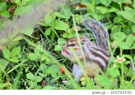野いちごを食べる可愛いシマリス 103702430