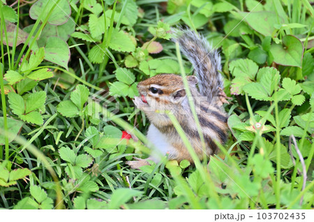 野いちごを食べる可愛いシマリス 103702435