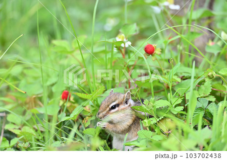 野いちごを食べる可愛いシマリス 103702438