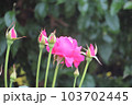 赤いバラの花 103702445