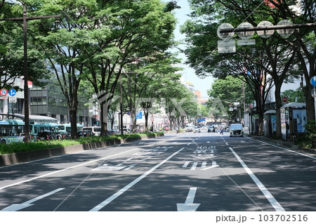 仙台新緑の欅並木の景色 103702516