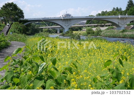 菜の花に覆われた広瀬川の川原の景色 103702532