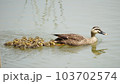池の上を進むカルガモの親子 103702574