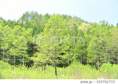 新緑の居谷里湿原 103702715