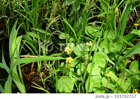 湿原に咲く黄色い花 リュウキンカ 湿原に咲く黄色い花 リュウキンカ 103702717