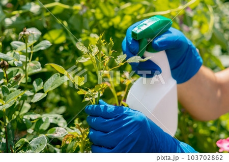 treatment in the garden of young shoots of roses from aphids, whiteflies and insect pests 103702862