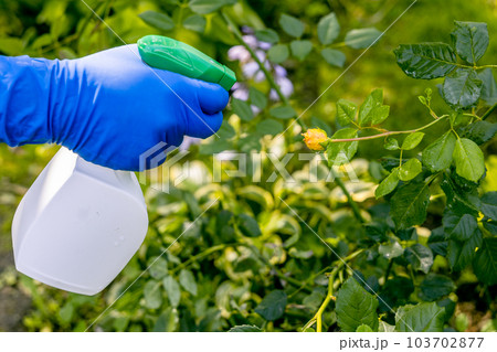 treatment in the garden of young shoots of roses from aphids, whiteflies and insect pests treatment in the garden of young shoots of roses from aphids, whiteflies and insect pests 103702877
