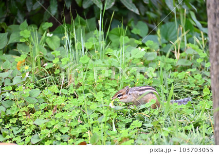 草むらを駆け抜けるシマリス 草むらを駆け抜けるシマリス 103703055