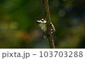 こちらを覗う様子見,アマガエル 103703288