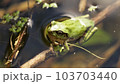 水に浸かって涼をとるアマガエル 103703440