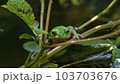 カメラ目線のシュレーゲルアオガエル 103703676