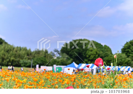 荒川河川敷のポピー畑 ポピーハッピースクエア 埼玉県鴻巣市 荒川河川敷のポピー畑 ポピーハッピースクエア 埼玉県鴻巣市 103703968