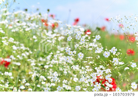荒川河川敷のポピー畑　満開のカスミソウ　ポピーハッピースクエア　埼玉県鴻巣市 103703979