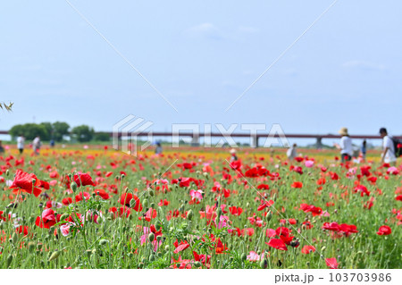 荒川河川敷のポピー畑　ポピーハッピースクエア　埼玉県鴻巣市 103703986