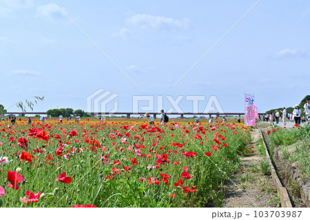 荒川河川敷のポピー畑　ポピーハッピースクエア　埼玉県鴻巣市 103703987