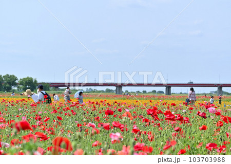 荒川河川敷のポピー畑 ポピーハッピースクエア 埼玉県鴻巣市 荒川河川敷のポピー畑 ポピーハッピースクエア 埼玉県鴻巣市 103703988