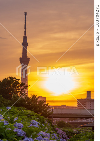 【東京都】旧中川水辺公園のアジサイ越しに東京スカイツリー・夕景 【東京都】旧中川水辺公園のアジサイ越しに東京スカイツリー・夕景 103704271