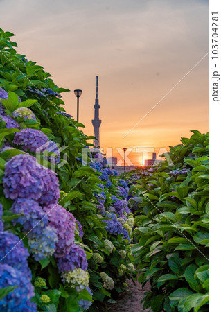 【東京都】旧中川水辺公園のアジサイ越しに東京スカイツリー・夕景 103704281