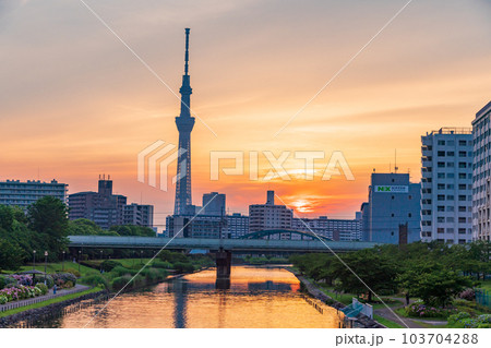 【東京都】旧中川水辺公園のアジサイ越しに東京スカイツリー・夕景 【東京都】旧中川水辺公園のアジサイ越しに東京スカイツリー・夕景 103704288