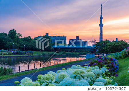 【東京都】旧中川水辺公園のアジサイ越しに東京スカイツリー・夕景 【東京都】旧中川水辺公園のアジサイ越しに東京スカイツリー・夕景 103704307