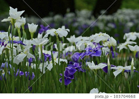 足利フラワーパークの花菖蒲 足利フラワーパークの花菖蒲 103704668