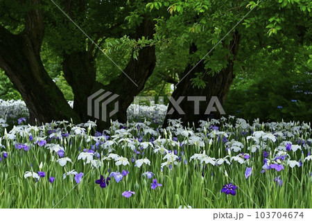 足利フラワーパークの花菖蒲 足利フラワーパークの花菖蒲 103704674