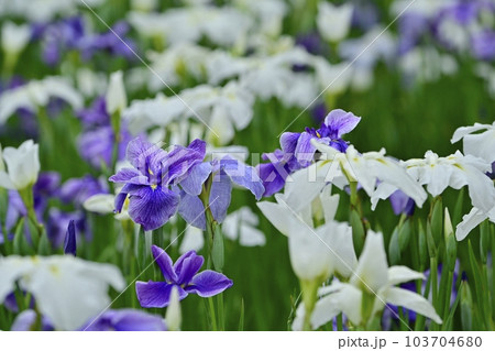 足利フラワーパークの花菖蒲 足利フラワーパークの花菖蒲 103704680