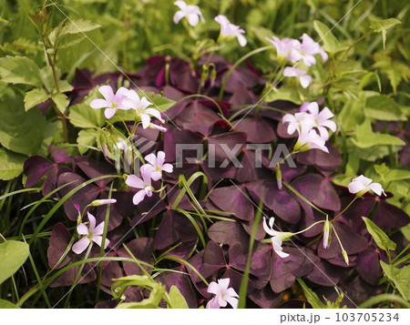 オキザリス・トライアングラリス 103705234