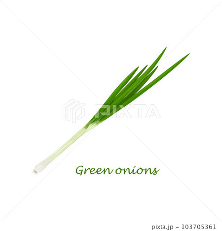 Green onions, vegetarian product, fresh green onions. Vector illustration isolated on a white background. Healthy eating. 103705361