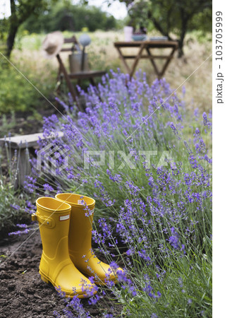 lavender and yellow rubber boots lavender and yellow rubber boots 103705999