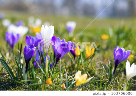 lawn of colorful crocuses lawn of colorful crocuses 103706000