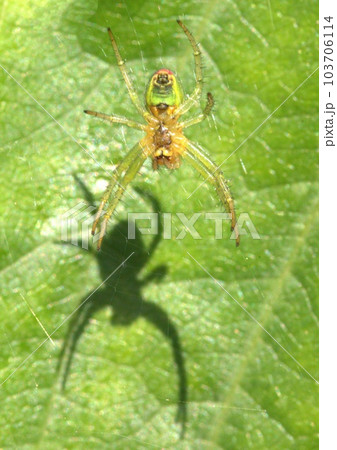 Small green garden spider casting a shadow Small green garden spider casting a shadow 103706114