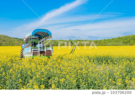 北海道　安平町の菜の花畑 103706200