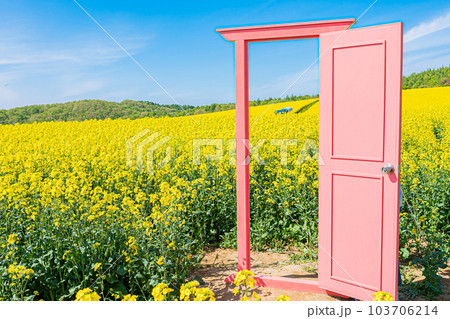 北海道 安平町の菜の花畑 北海道 安平町の菜の花畑 103706214