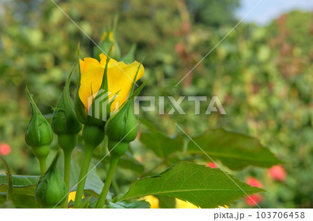 Yellow flowers in botanical garden. Aromatic flowers rosa in decoration. Romantic background. 103706458