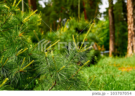 Blooming young pine tree with delicate buds of cones Blooming young pine tree with delicate buds of cones 103707054