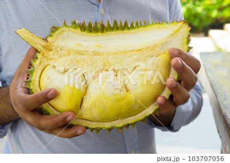 Man Holding Durian the King of Fruits, Ripe and Fresh Golden Durian with Tasty Sweet Fruit Man Holding Durian the King of Fruits, Ripe and Fresh Golden Durian with Tasty Sweet Fruit 103707056