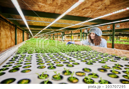 Female gardener working in greenhouse. Happy woman leaning on shelving and smiling while looking at green potted plants, wearing sterile gloves and disposable cap. Female gardener working in greenhouse. Happy woman leaning on shelving and smiling while looking at green potted plants, wearing sterile gloves and disposable cap. 103707295