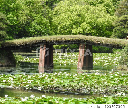 岡山県津山市にある回遊式日本庭園「衆楽園」：睡蓮の咲く頃 103707306